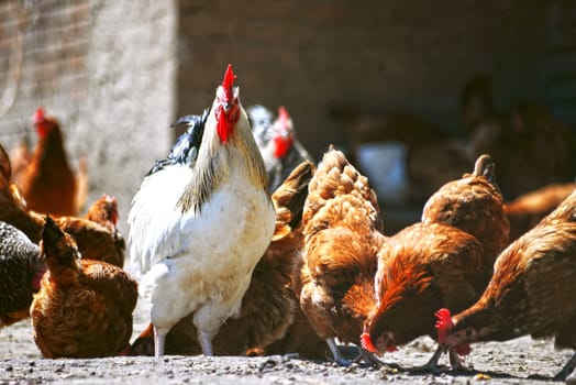 Chickens on traditional free range poultry farm.