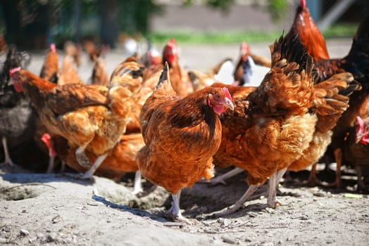 Chickens on traditional free range poultry farm.