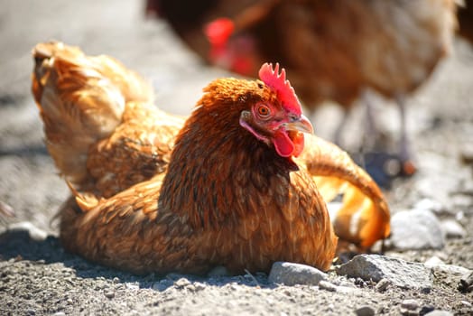 Chickens on traditional free range poultry farm.
