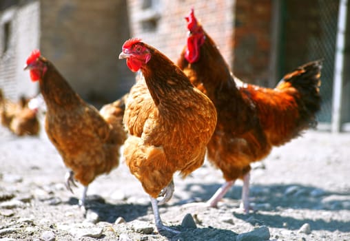 Chickens on traditional free range poultry farm.