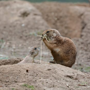 young prairie dog with his mother