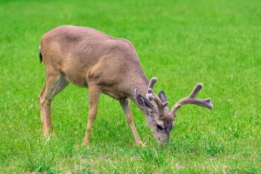 Deer eating grass on green meadow