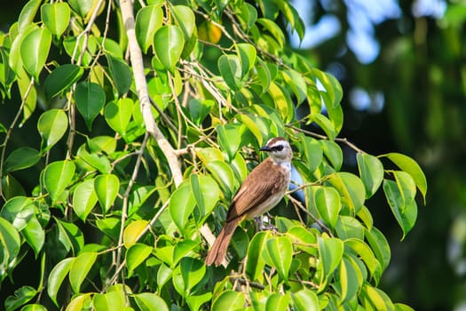 Yellow-vented Bulbul (Pycnonotus goiavier) perching on the branch
