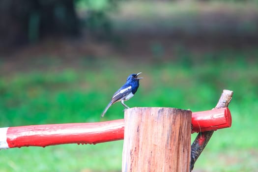 Oriental Magpie Robin bird in nature, Copsychus saularis