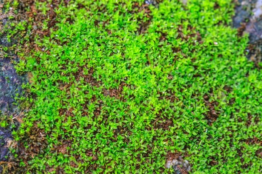 Ground pathway covered lined with green moss