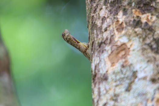 beautiful Common Gliding Lizard or Common Flying Drago(Drago volans) on the tree in forest