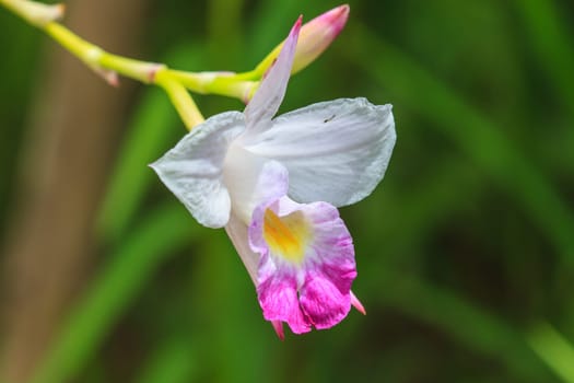 Arundina graminifolia terrestrial orchid close up, Bamboo orchid or Bird orchid.