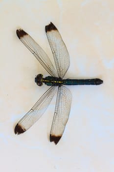 close up dragonfly on ground, insect and wildlife