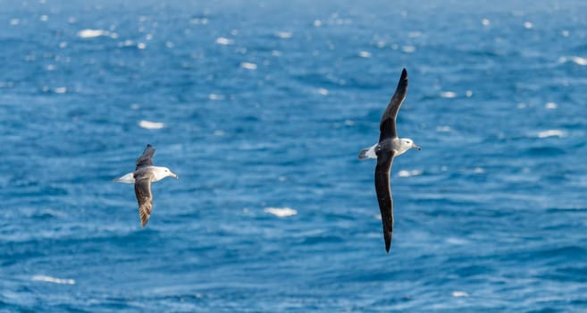 Wandering albatross (Diomedea exulans) - the bird with the largest wingspan in the world soars over the blue sea in gliding flight