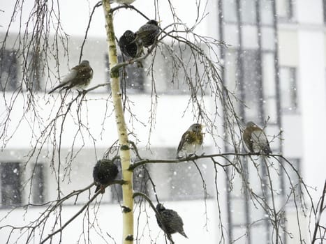 ruffled thrushes sit on birch branches winter in the city
