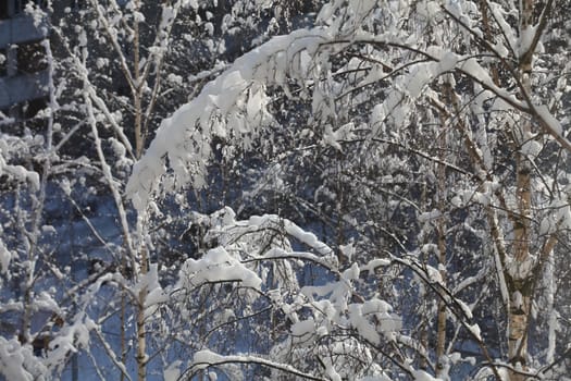 snow-covered tree branches after a blizzard winter