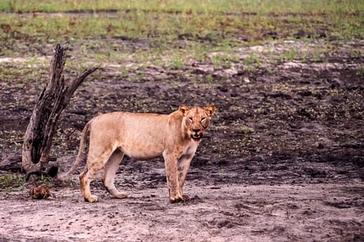 Lion (Panthera leo), Selous Game Reserve, Morogoro, Tanzania, Africa