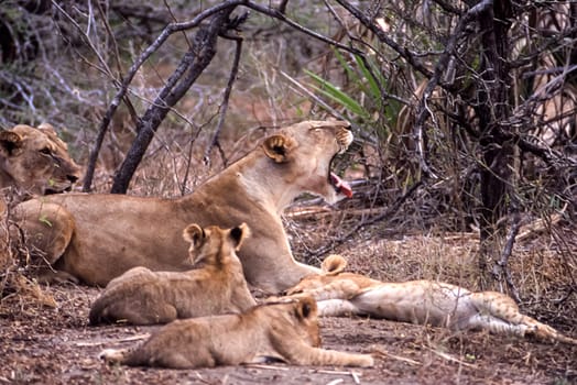 Lion (Panthera leo), Selous Game Reserve, Morogoro, Tanzania, Africa