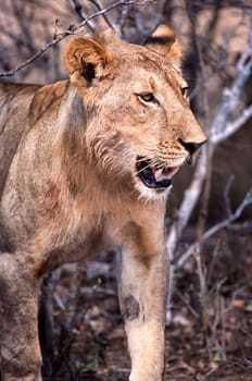 Lion (Panthera leo), Selous Game Reserve, Morogoro, Tanzania, Africa