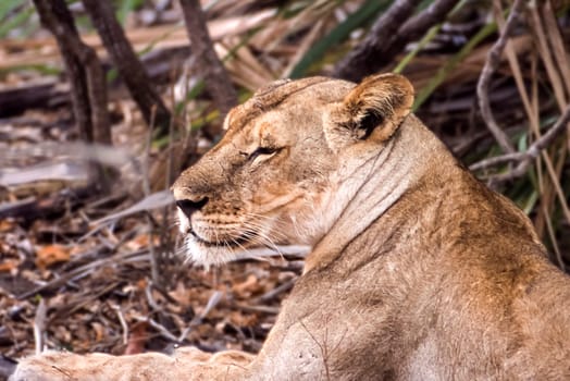 Lion (Panthera leo), Selous Game Reserve, Morogoro, Tanzania, Africa