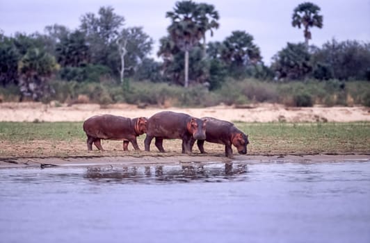 Hippopotamus (Hippopotamus amphibius, Selous Game Reserve, Morogoro, Tanzania, Africa