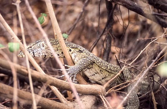 Rock Monitor (Varanus exanthematicus), Selous Game Reserve, Morogoro, Tanzania, Africa