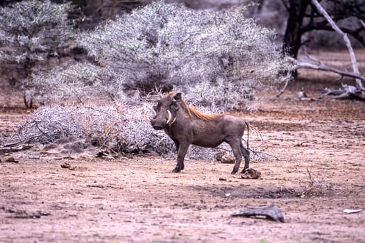 Warthog (Phacochoerus aethiopicus), Selous Game Reserve, Morogoro, Tanzania, Africa.