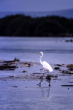 Great White Egret (Egretta alba), Selous Game Reserve, Morogoro, Tanzania, Africa