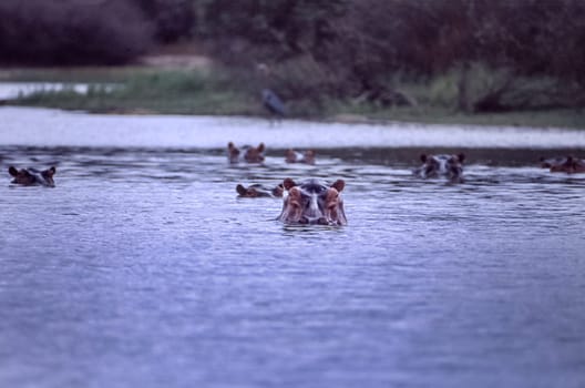 Hippopotamus (Hippopotamus amphibius, Selous Game Reserve, Morogoro, Tanzania, Africa