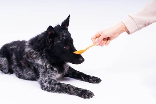 Woman feeding mudi dog on a studio or at home, closeup