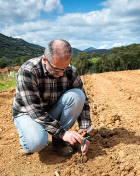 Farmer in the new vineyard prepares and plants the new vine seedlings in the ground. Agricultural industry, winery.