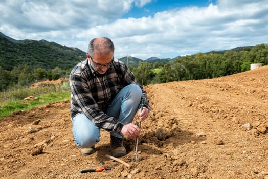Farmer in the new vineyard prepares and plants the new vine seedlings in the ground. Agricultural industry, winery.