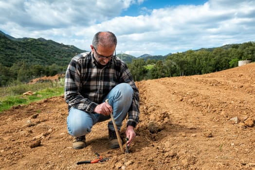 Farmer in the new vineyard prepares and plants the new vine seedlings in the ground. Agricultural industry, winery.