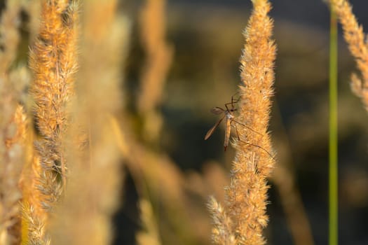 Big cranefly ( Tipulidae ) in the sunlight on a plant