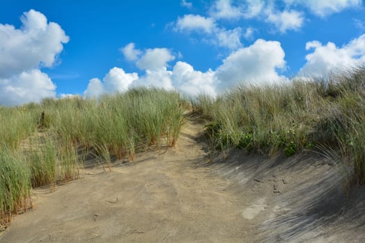 Beach oat in the sandy dunes on the North Sea coast in the Netherlands on Zeeland on the island Schouwen-Duiveland