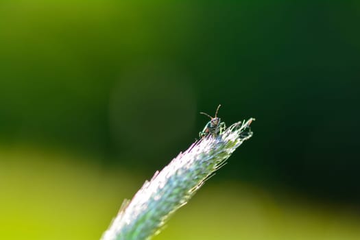 Two-spot wart beetle ( Malachius bipustulatus ) on a plant in green nature