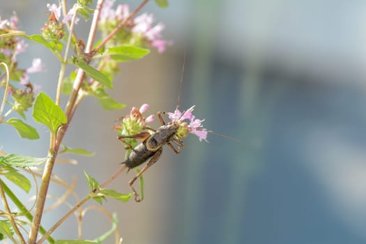 Common bush cricket ( Pholidoptera griseoaptera ) on a plant