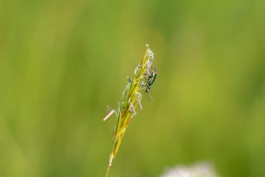Two-spot wart beetle ( Malachius bipustulatus ) on a plant in green nature