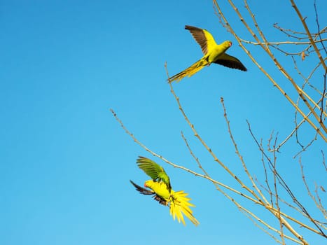 Green parakeet couple in Rome flying