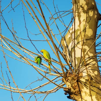 Bright green parrot on a green tree in spring in Rome
