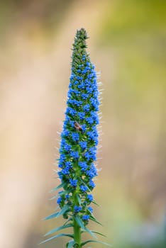 purple blossom echium candicans plant, butterfly perched, endemic madeira island
