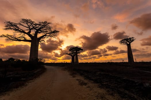 Amazing Baobab trees in sunset lining the road to Kivalo Village. Beautiful view of famous majestic endemic trees against a dramatic sunset. Pure Madagascar wildderness landscape.