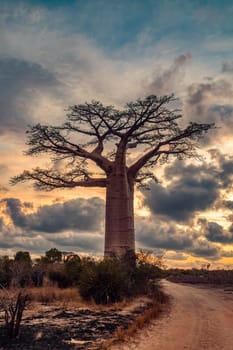 Amazing Baobab trees in sunset lining the road to Kivalo Village. Beautiful view of famous majestic endemic trees against a dramatic sunset. Pure Madagascar wildderness landscape.