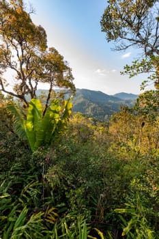 Stunning wilderness of Ranomafana National Park from view point, complete with lush rainforest and dense jungle. Madagascar wilderness landscape.