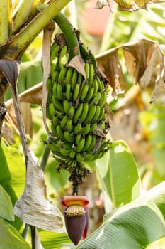 Flowering banana fruit. Unripe green bunch of wild bananas in rain forest, Ranomafana national park. Madagascar