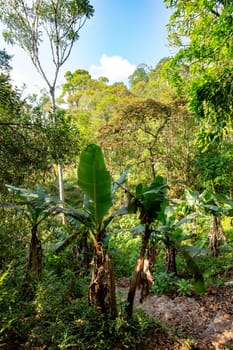 Stunning wilderness of Ranomafana National Park, complete with lush rainforest and dense jungle. Madagascar wilderness landscape.