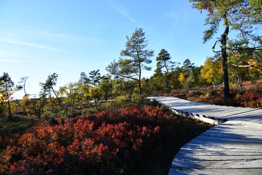 The black moor is one of the most beautiful geotopes in Bavarian