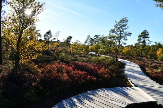 The black moor is one of the most beautiful geotopes in Bavarian