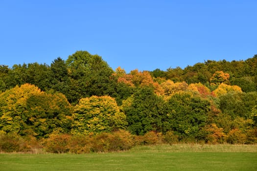 Trees in the forest with great autumn colors