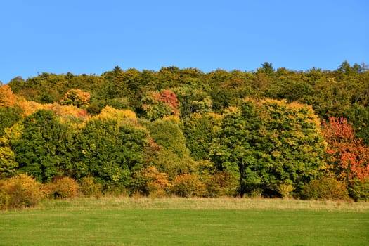 Trees in the forest with great autumn colors