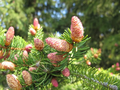 European spruce with buds, flowers and young cones