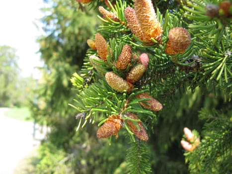 European spruce with buds, flowers and young cones