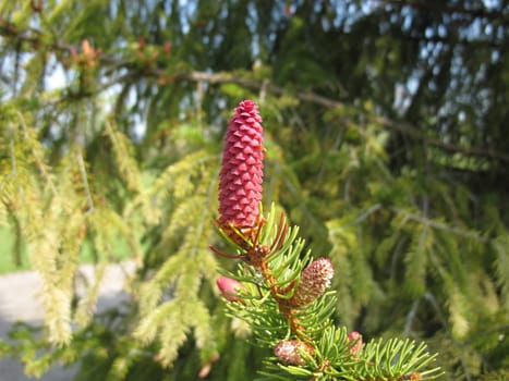 European spruce with buds, flowers and young cones