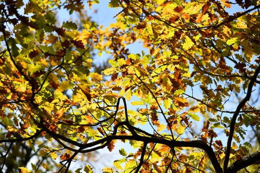 beautiful autumn colors of an old aok