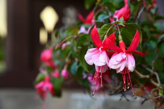 red flowering hanging fuchsia in flower pot